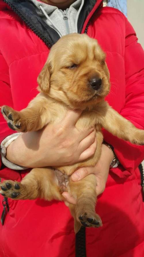 供求 出租               纯种金毛出售,狗爸是比赛的赛极犬,在这不