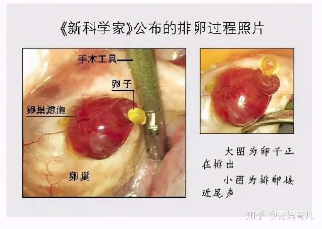 孕早期受精卵如何变成胎儿?十张过程图带你了解,我们都是最棒的