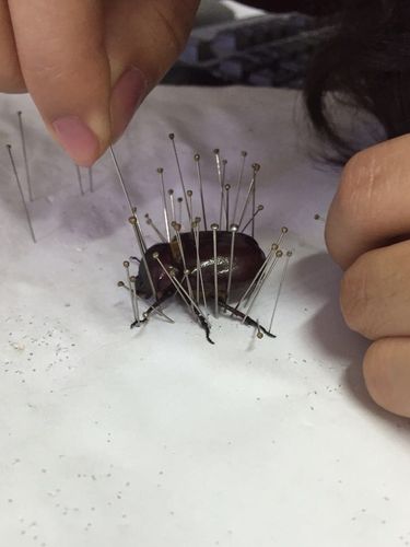 如何制作昆虫标本?