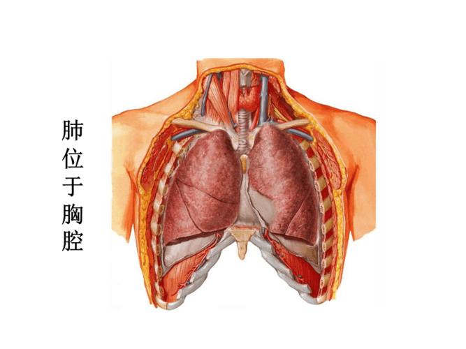 肺的结构和功能