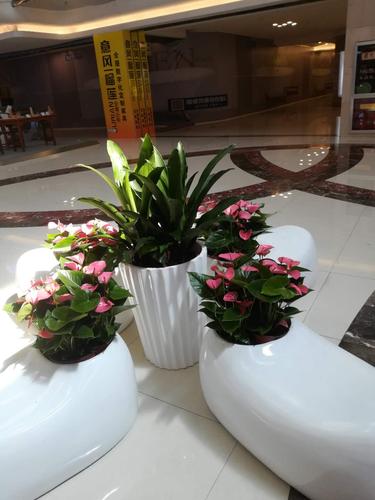 商场花卉租摆