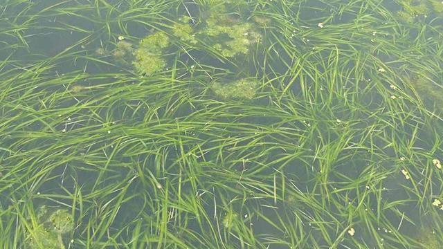 河里常见6种水草虽然能救饥荒喂家畜但汛期来了定要除