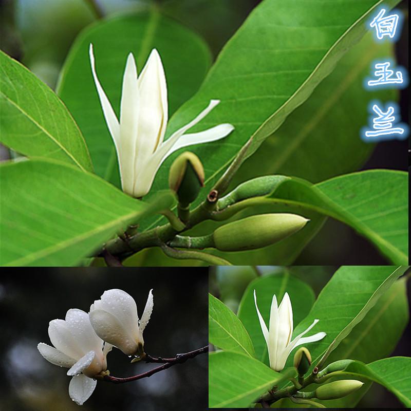 白玉兰树苗_广玉兰树苗_广玉兰树苗批发_ 玉兰香树苗 - 下午,发现喜欢