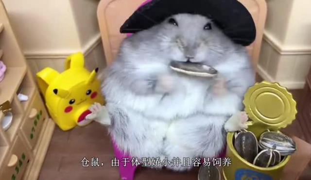 把仓鼠丢进一箱葵花籽中,下一秒仓鼠像疯了一样,大家忍住别笑!