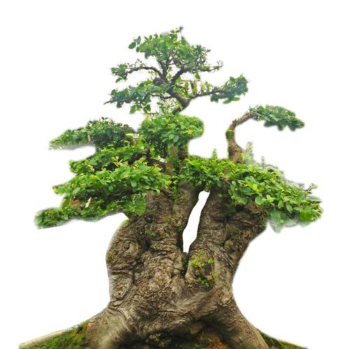 大型古桩青檀 漂亮气派好养 高档次老桩造型盆景少见