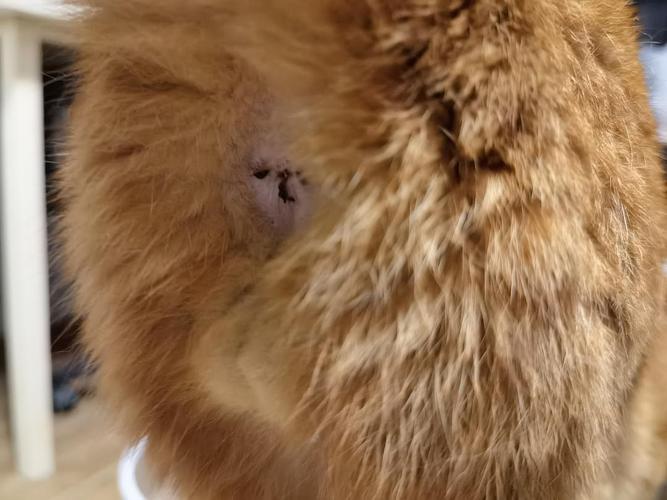 我家橘猫屁股边上肛门腺的地方一直会挂着黑色的东西 看过不是大便,我