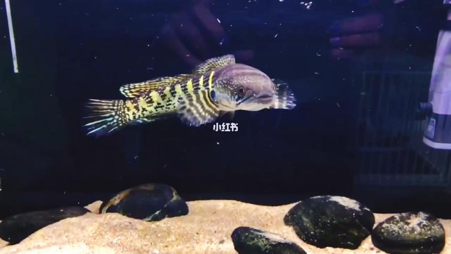 黄金眼镜蛇雷龙_黄金_雷龙鱼_宠物_宠物其他