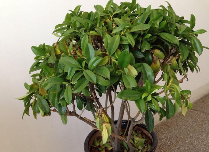 非洲茉莉资料|非洲茉莉图片(图)