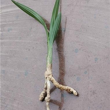 所有分类 下山新品 春剑 荷瓣 刚下山龙根春剑漂亮"矮型圆头鱼肚叶赌