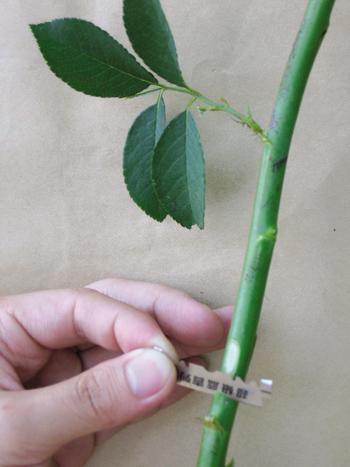 月季的嫁接方法