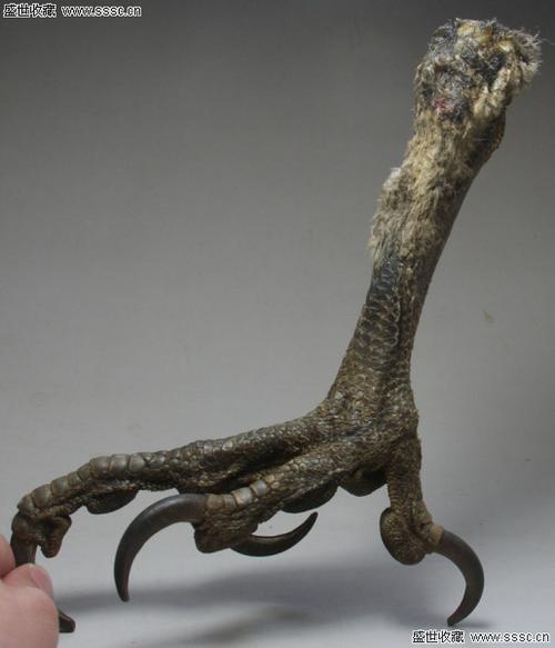 哪里有卖真正鹰爪 因为我家人有病,需要用鹰爪做药引