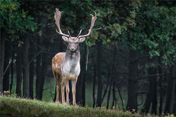 心理学解梦梦境解说:动物在梦里代表只能靠直觉理解的那部分性格.