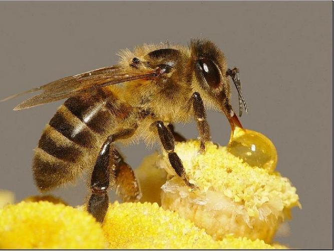 《放大镜下的昆虫世界》课件2