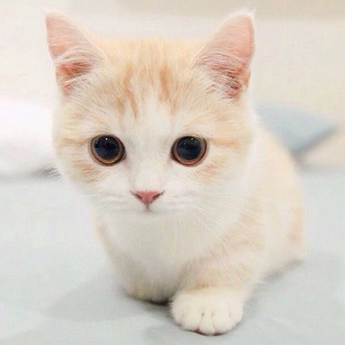 2022超可爱的猫咪头像情侣图片