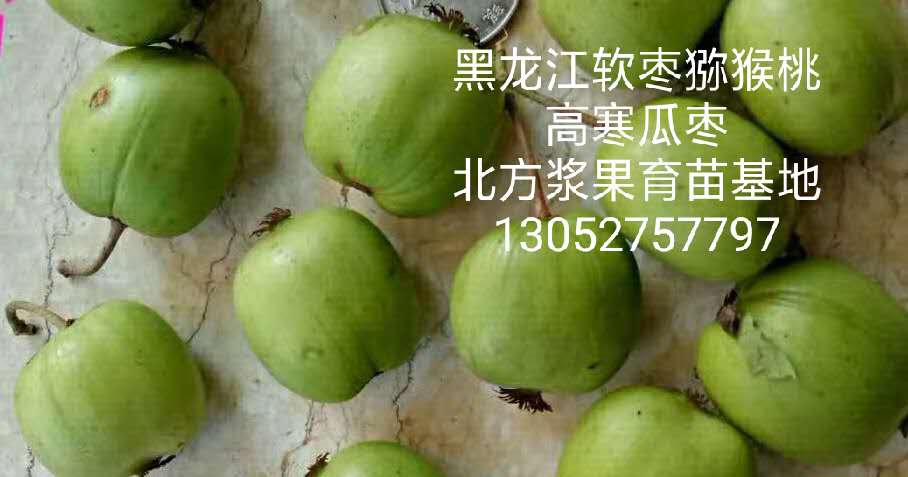 2019年栽什么软枣猕猴桃品种