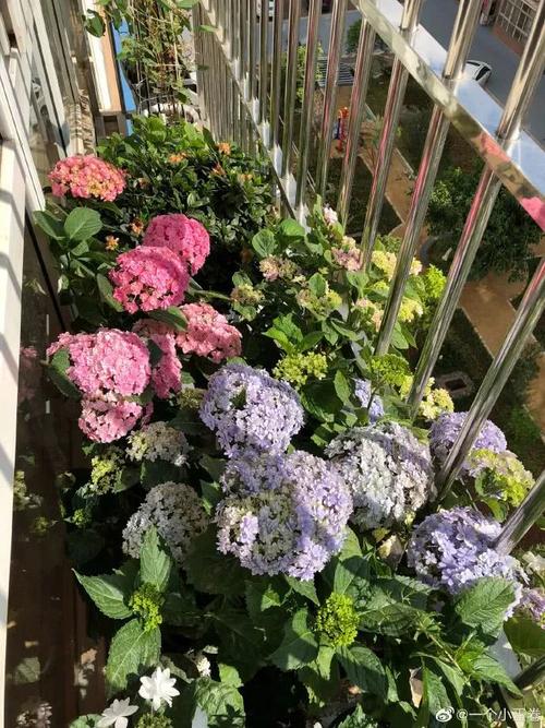 花园三宝——绣球,初夏花海c位女主角,花友的心头宝,一篇全种草!