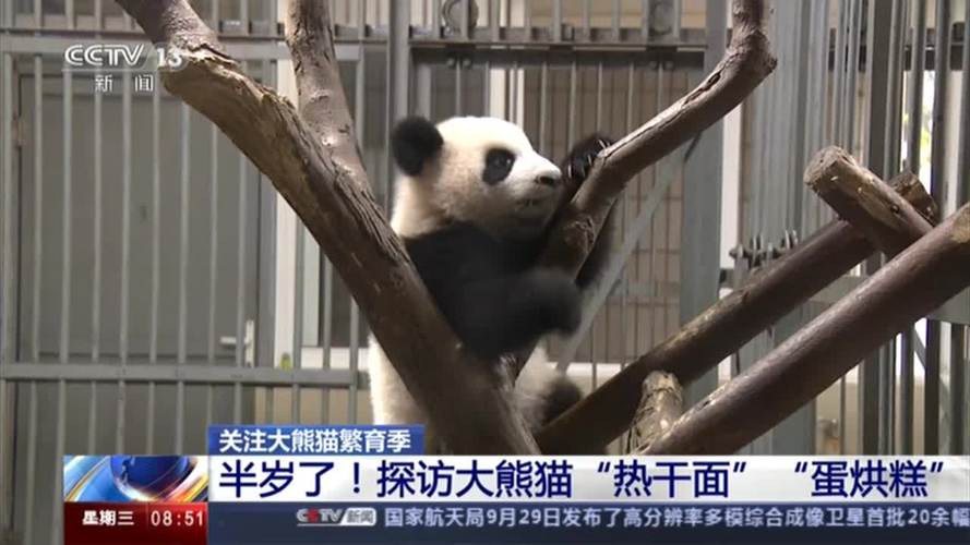 探访大熊猫"热干面""蛋烘糕"-千里眼视频-搜狐视频