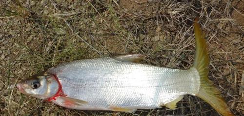 此鱼长了一个黄色尾巴,洞庭湖特有的名贵鱼,湖南人叫"
