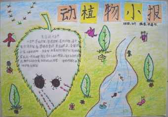从动植物身上得到哪些启发的手抄报 植物园手抄报