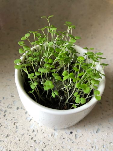 猫薄荷成长观察日记