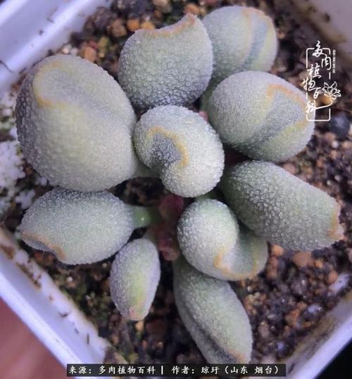 阳台党养水泡经验分享:冷门的景天科天锦章属多肉植物!