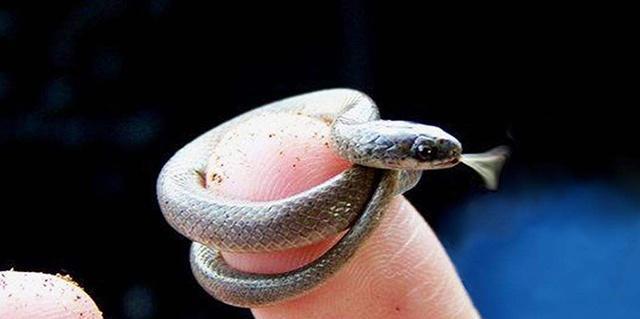 盘点世界上最小的十种动物,见过比蚂蚁还小的青蛙吗?