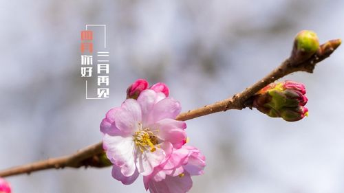四月你好三月再见草长莺飞壁纸图片 (1/9)