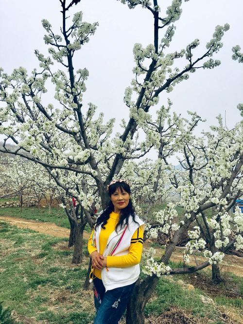北镇梨花大道赏梨花,美拍
