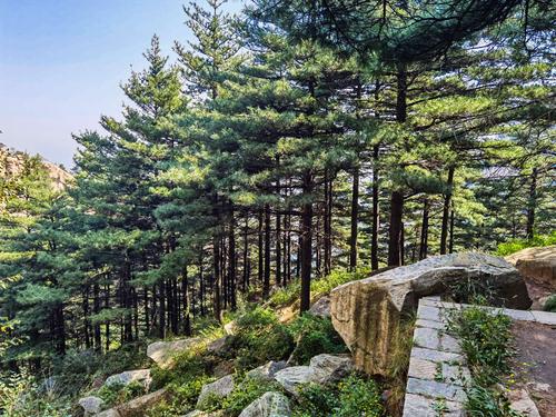 行走在泰山东路,观奇石,赏古松