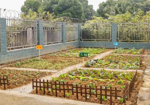 利用面积开阔的后操场打造班级种植区,玩泥区,充分给予幼儿接触自然