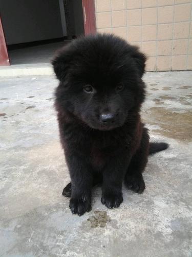 这是黑色的松狮犬吗?还是串?