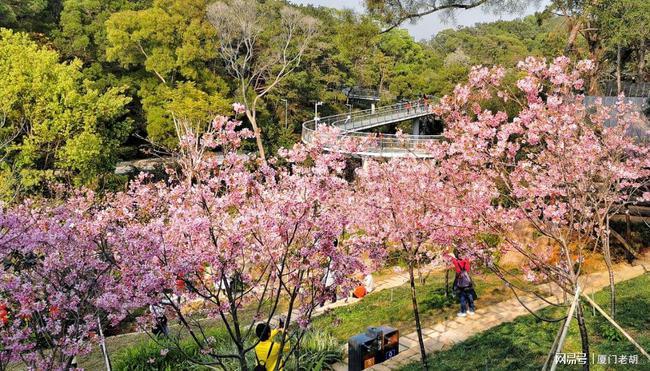 厦门狐尾山樱花谷的樱花正盛开全是粉红色就在山海步道旁