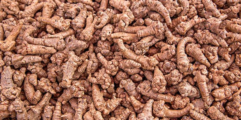 传统中药材三七