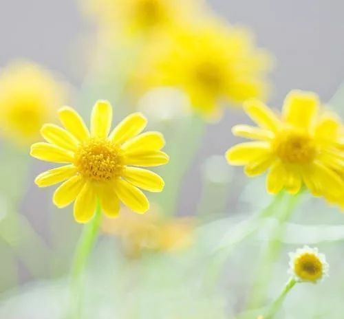 知足且上进温柔而坚定