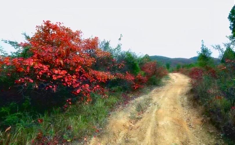走进早阳看红叶