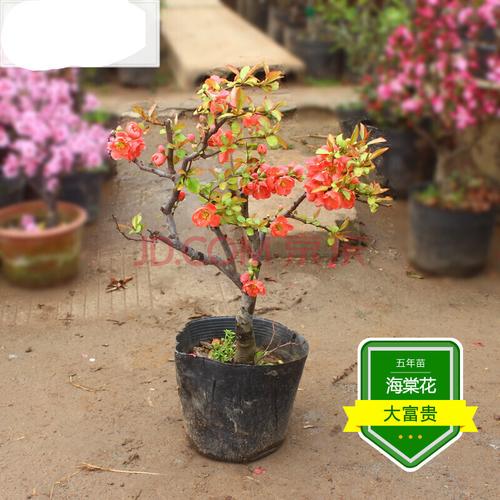 泰西丝 海棠盆栽 海棠花苗 海棠花 日本海棠 贴梗海棠