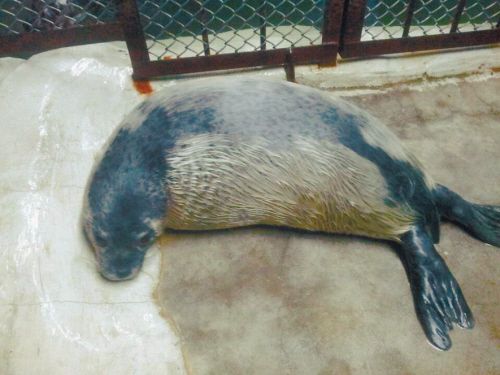 身上长绒毛!海豹妈妈"拍手"哄宝宝