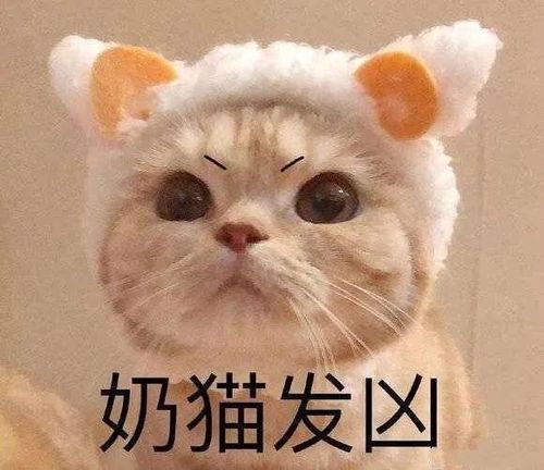 表情包:奶猫发凶