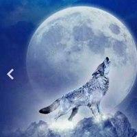 高清纯白雪狼图片头像_微信头像图片大全