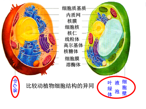 细胞核的结构和功能原核细胞.ppt
