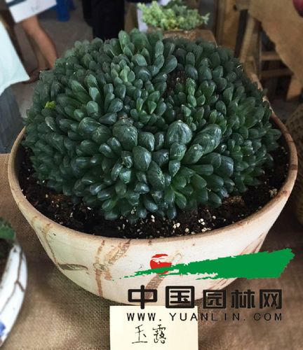 多肉植物—玉露