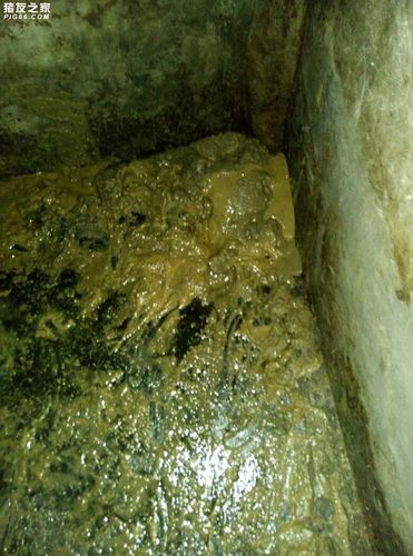 全部猪都是拉这样的屎