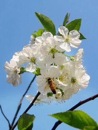 回望春天:春天使者----樱桃花与蜜蜂