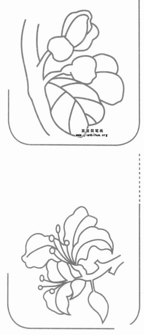 紫荆花简笔画图片,教程