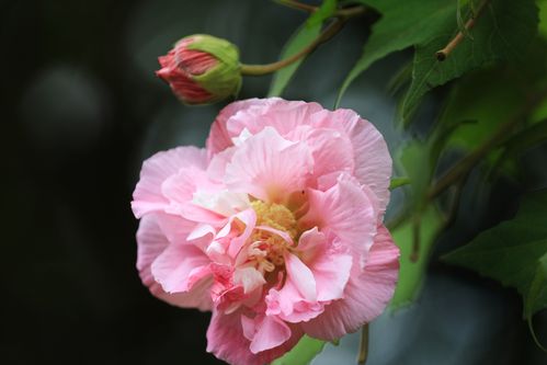 娇柔妩媚的芙蓉花