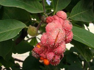 果形多样,皮较厚,单室,内含种子一粒或多籽,成熟时果实仅沿一个缝线