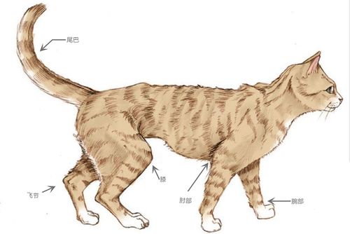 今天让我们来说一说猫咪的身体构造.已认证的官方帐号优宠熊