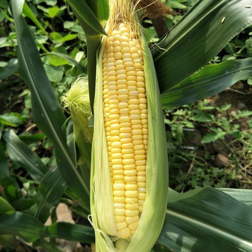 鲜玉米棒云南水果玉米新鲜现摘10斤整箱生吃甜玉米粒当季即食糯嫩