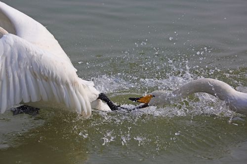 天之鹅--来自西伯利亚的白色精灵