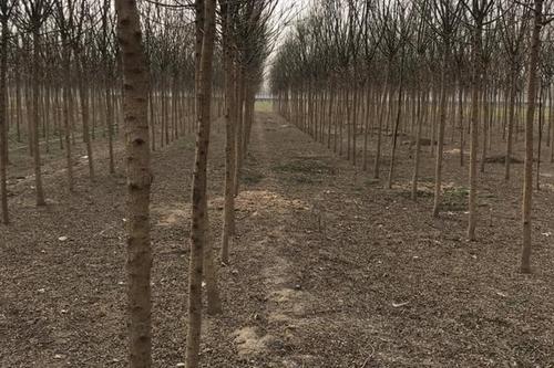 0/棵 国槐 老式八公分国槐价格